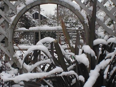 Snow on Trellis at Abriachan - Abriachan Nurseries